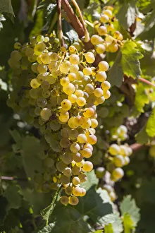 Australia, South Australia, Clare Valley, Sevenhill, Sevenhill Cellars, last remaining