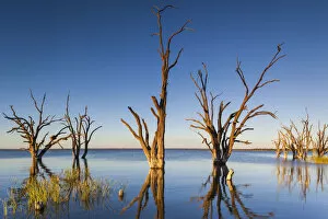 Images Dated 2014 September: Australia, South Australia, Murray River Valley, Barmera, Lake Bonney, petrified trees