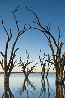 Australasian Gallery: Australia, South Australia, Murray River Valley, Barmera, Lake Bonney, petrified trees