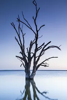 Images Dated 8th September 2014: Australia, South Australia, Murray River Valley, Barmera, Lake Bonney, petrified trees