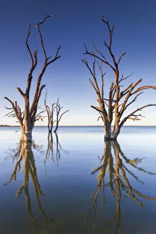 Images Dated 8th September 2014: Australia, South Australia, Murray River Valley, Barmera, Lake Bonney, petrified trees