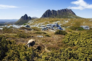 Australia, Tasmania