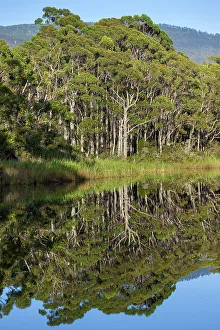 Tasmania Prints: Australia, Tasmania, Bruny Island, Captain Cook creek