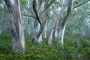 Australia, Tasmania, Cradle Mountain, Lake St Clair National Park, Snow gum forest