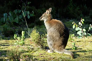 Lake St Clair Prints: Australia, Tasmania, Cradle Mountain