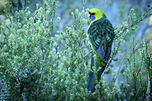 Aves Prints: Australia, Tasmania, Cradle Mountain