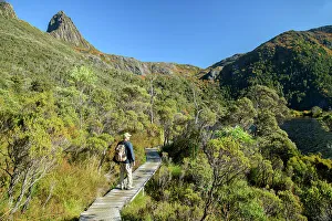 Lake St Clair Prints: Australia, Tasmania, Cradle Mountain