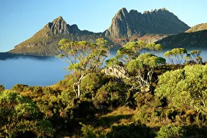 Eucalyptus Prints: Australia, Tasmania, Cradle Mountain, Lake St Clair National Park, Dove lake