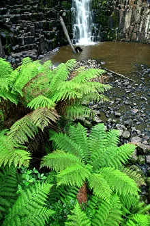 Basalt Prints: Australia, Tasmania, Dip Falls