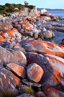 Lichen Prints: Australia, Tasmania, East Coast, Bay of Fires, Conservation area