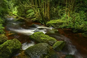 Australia, Tasmania, Franklin-Gordon Wild Rivers National Park, Creek