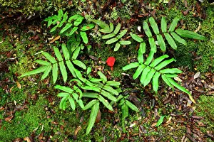 Fern Prints: Australia, Tasmania, Franklin-Gordon Wild Rivers National Park