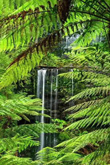 Conservation Prints: Australia, Tasmania, Mount Field National Park, Russel Falls