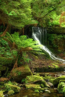 Conservation Prints: Australia, Tasmania, Mount Field National Park, Horsetail Falls