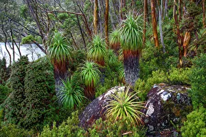 Conservation Prints: Australia, Tasmania, Mount Field National Park, Lake Dobson, Pandani grove