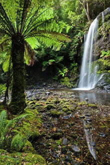 Fern Prints: Australia, Tasmania, Mount Field National Park, Russell Falls