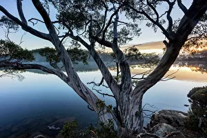 Tasmania Prints: Australia, Tasmania, Mount Field National Park, Lake Dobson