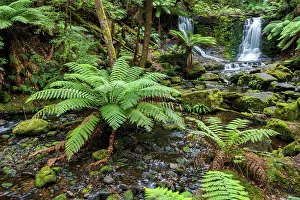 Fern Prints: Australia, Tasmania, Mount Field National Park, Horseshoe Falls