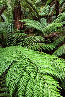 Fern Prints: Australia, Tasmania, Mount Field National Park, Fern trees