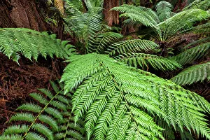 Fern Prints: Australia, Tasmania, Mount Field National Park, Fern trees