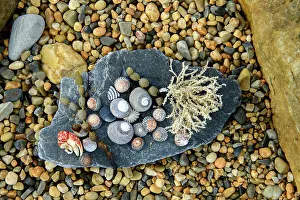 Still Life Prints: Australia, Tasmania, Rocky Cape National Park, Bass Strait, sea shells on beach