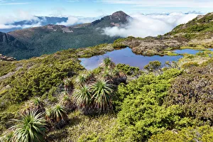 Tasmania Prints: Australia, Tasmania, Southwest National Park, Mount Anne plateau, Pandani plants