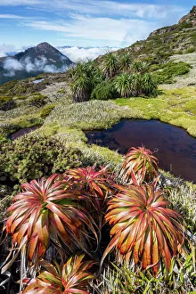 Tasmania Prints: Australia, Tasmania, Southwest National Park, Mount Anne plateau, Pandani plants