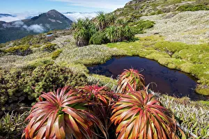 Tasmania Prints: Australia, Tasmania, Southwest National Park, Mount Anne plateau, Pandani plants