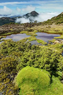 Tasmania Prints: Australia, Tasmania, Southwest National Park, Mount Anne plateau