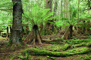 Fern Prints: Australia, Tasmania, Tarkine Forest, Trowutta Arch, Fern Tree