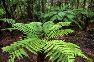 Fern Prints: Australia, Tasmania, Tarkine forest, Fern trees
