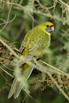 Australia, Tasmania, Tasman Peninsula, Tasmanian Rosella Bird