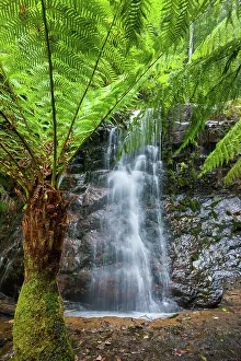 Fern Prints: Australia, Tasmania, Wellington Park, Silver Falls, Fern trees