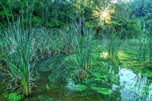 Reed Prints: Australia; Victoria; Barwon Downs, Great Otway, National Park, Lake Elizabeth