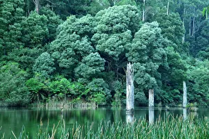 Conservation Prints: Australia; Victoria; Barwon Downs, Great Otway, National Park, Lake Elizabeth