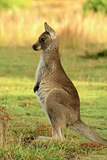 Ecology Prints: Australia, Victoria, Foster, Wilsons Promontory, National Park, Kangaroo, young