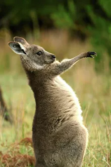 Ecology Prints: Australia, Victoria, Foster, Wilsons Promontory, National Park, Kangaroo