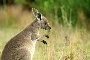 Ecology Prints: Australia, Victoria, Foster, Wilsons Promontory, National Park, Kangaroo