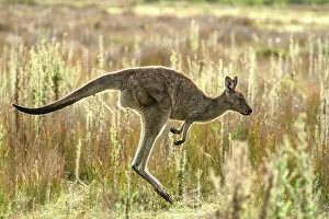 Jumping Prints: Australia, Victoria, Foster, Wilsons Promontory, National Park, Kangaroo