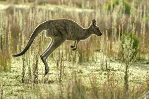 Jumping Prints: Australia, Victoria, Foster, Wilsons Promontory, National Park, Kangaroo, wildlife danger