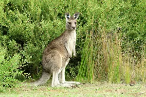 Marsupial Prints: Australia, Victoria, Foster, Wilsons Promontory