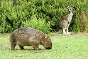 Wilsons Promontory Prints: Australia, Victoria, Foster, Wilsons Promontory