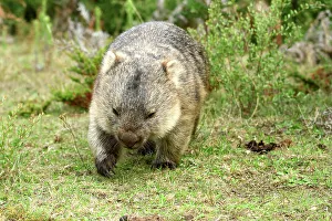 Wilsons Promontory Prints: Australia, Victoria, Foster, Wilsons Promontory, National Park, Vombatidae, Wombat
