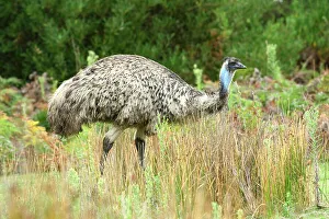 Ecology Prints: Australia, Victoria, Foster, Wilsons Promontory