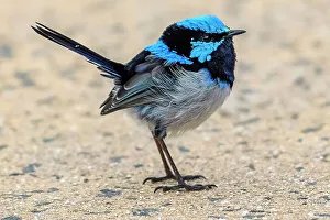 Australia, Victoria, Foster, Wilsons Promontory, National Park, Fairy Wren, Malurus cyaneus