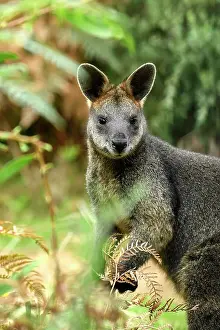Marsupial Prints: Australia; Victoria; Foster; Wilsons Promontory; National Park