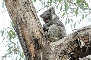 Marsupial Prints: Australia; Victoria; Great Ocean Road, Great Otway National Park, Koala in Eucalyptus tree
