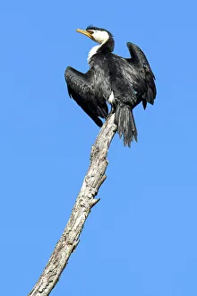Aves Prints: Australia; Victoria; Great Ocean Road, Little Pied Cormorant, Microcarbo melanoleucos