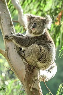 Marsupial Prints: Australia; Victoria; Great Ocean Road, Great Otway National Park, Koala in Eucalyptus tree