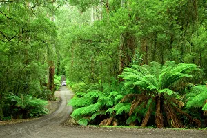 Road Trip Prints: Australia; Victoria; Great Ocean Road, Apollo, Otway National Park, Triplet falls